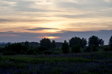 Summer sunset in a blooming field. Silhouettes of bushes and trees. Landscape of Russia