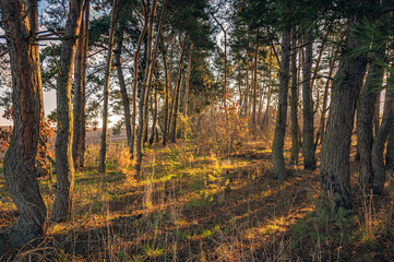 Obraz premium Spring landscape