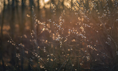 Morning nature in sunlight and dew