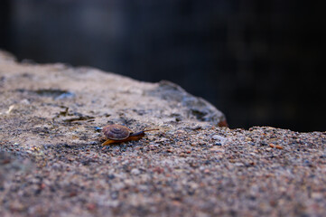 Flat nail.
