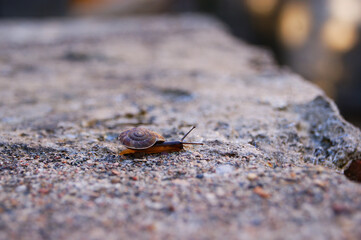 Flat nail.