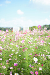 Cosmos Garden in Harvest Hill in Osaka, Japan