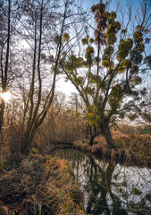 Obraz premium Sunrise on river