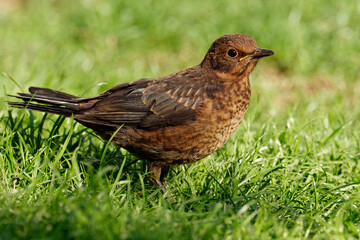 Junge Amsel im Frühling