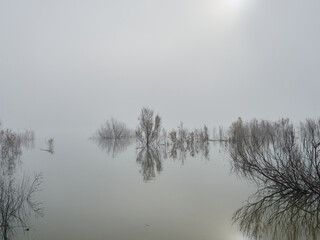 Reflections of bushes on a foggy morning at the Bellus reservoir, Spain.