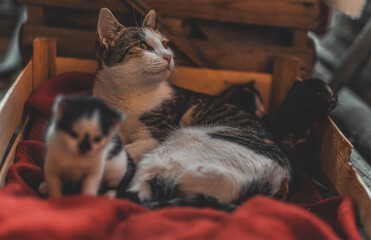 cat mother and young cat. © jozefklopacka