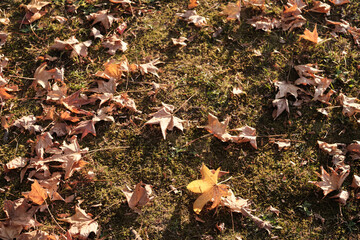Autumn in the Park in Japan