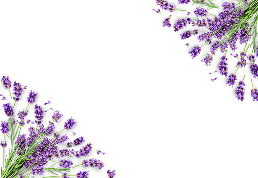 Lavender flowers and leaves creative frame