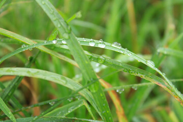 dew drops on green grass after rain