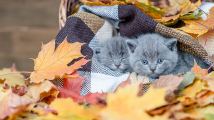 Two cute grey kittens lying together covered warm plaid with yellow leaves. Empty space for text