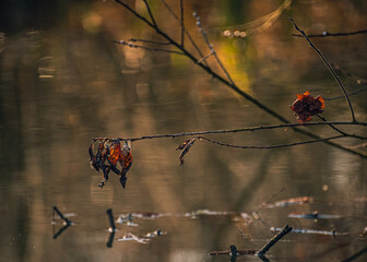 Morning nature in sunlight and dew