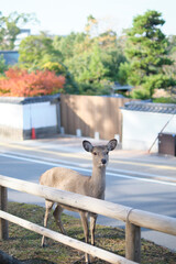 Obraz premium Nara Park in Autumn in Japan