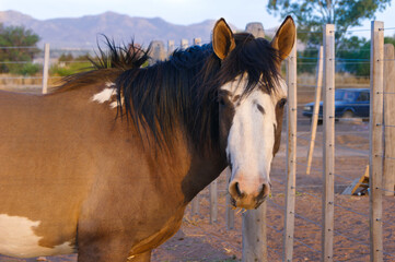 Caballo 