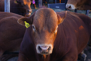 Vaca