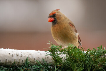 Close-up of a female cardinal standing on birch log