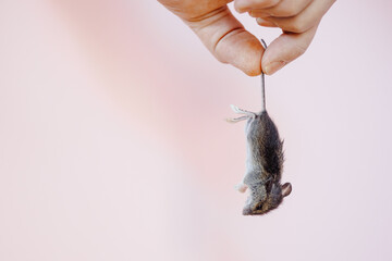 human hand holding captured mouse