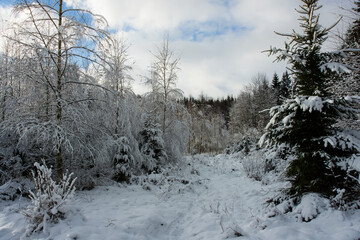 snow covered trees