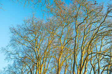 bords de Loire sous le brouillard, dizzinezz and fog on loire valley