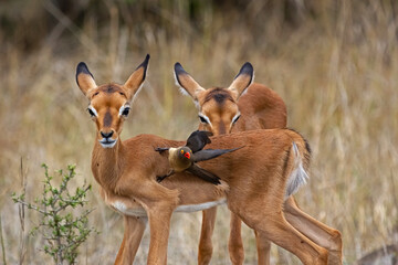 Impala fawn with a red billed oxpecker