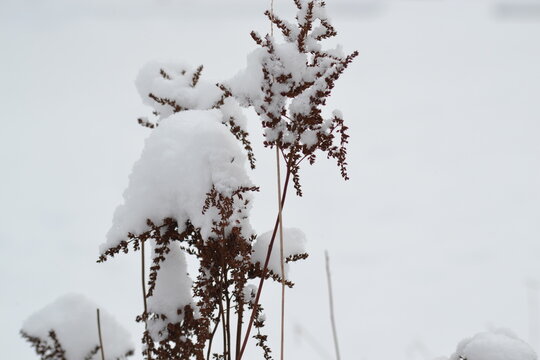 The snow on the plant