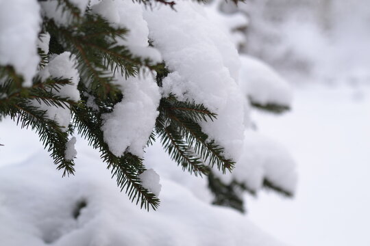 The snow on the plant