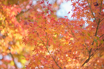 Nara Park in Autumn in Japan