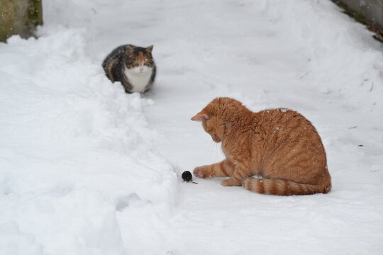 Cat on the hunt