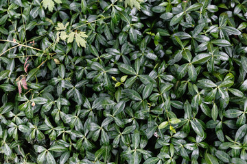 Green wall from a climbing plant. Live natural hedge. Gardening course. Natural background with copy space, text place. Four-leafed herb. Abstract. Wallpaper. Yard and exterior decoration. Summertime