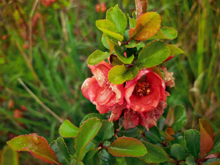 Red rose in the garden