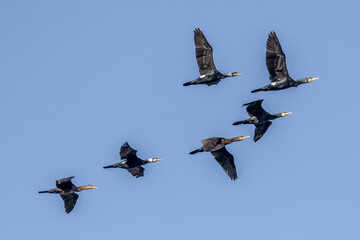 Group of cormorants in flight over the Rhone River