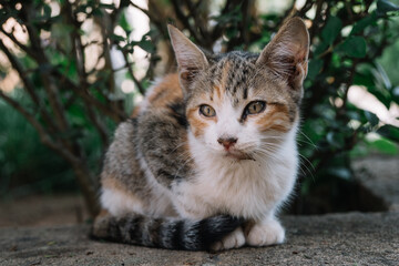 Cat With A Serious Look In Andalusian Gardens, Rabat, Morocco.