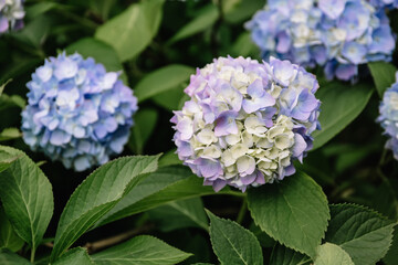 Blue hydrangea macrophylla flower in a garden. A lush bush adorns the garden with its beautiful flowers bud. Close-up. Gardening course