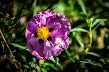 Rockrose