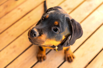 Rottweiler puppy on terrace wood floor. Face in focus