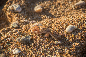 The Crab Sitting on the Beach
