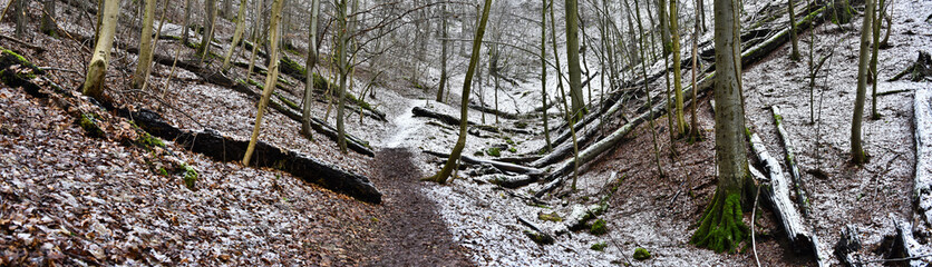 Winter panorama in the middle of the calm natural nature. Away in lonely nature. The path to contemplative nature with tree and snow.