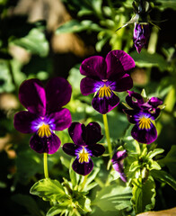 
thoughts, 
Alice in Wonderland