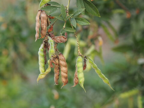 Cajanus canja L Millsp, Common name Pigeonpea belonging Leguminosae family or Kadios pods young pods are green, the red stripes on the old will be brown black, vegetable blooming on nature background