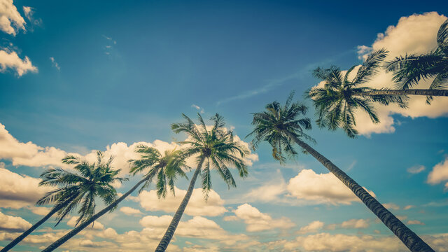 Coconut palm tree on blue sky background with vintage toned.