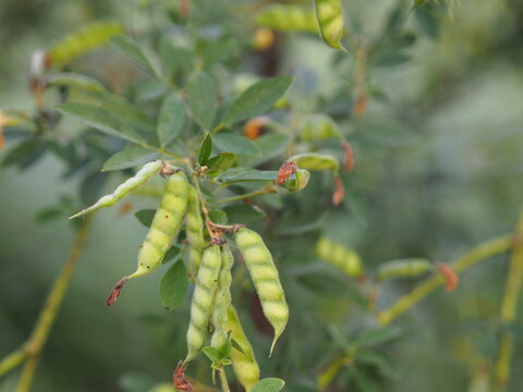 Cajanus canja L Millsp, Common name Pigeonpea belonging to the Leguminosae Kadios The pods are flat young pods are green, the red stripes vegetable blooming on nature background