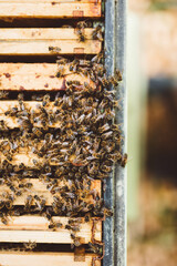 Honey bees inside their hive
