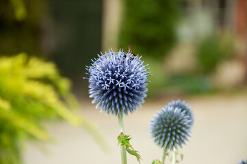 Globe thistle in bloom