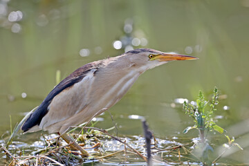 Female little bittern hunting on lake.The identifications signs of the bird and the structure of...