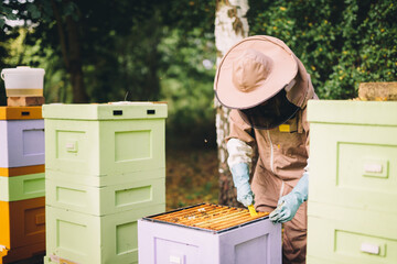 Beekeeper at work. Honey bees on honeycomb