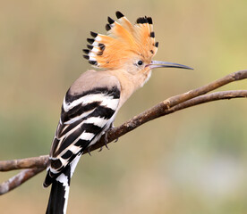One hoopoe sitting on special branch and posing photographer.The identifications signs of the bird and the structure of the feathers are clearly visible