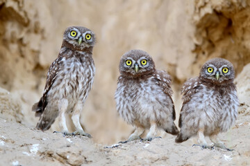 Three brothers near nest .Chicks of a little owl are photographed near their nest. Learn the world that is not known to them. They look attentively at the camera. Close-up shot.  - 409654452
