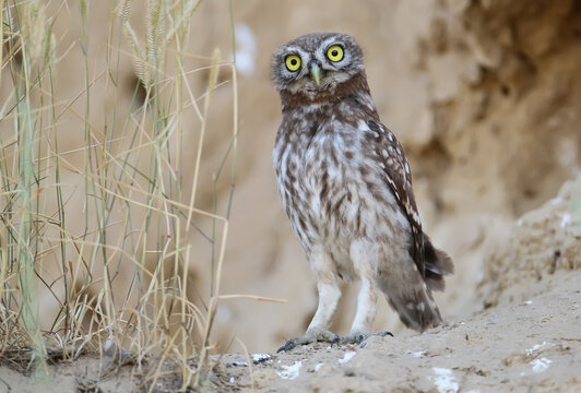 Chicks of a small owl are photographed near their nest. Learn the world that is not known to them. They look attentively at the camera. Close-up shot. 