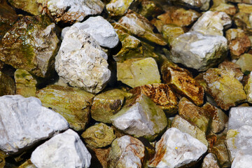 Primo piano di una piccola rana sui sassi in riva al lago Montagnoli in Trentino,animali e paesaggi in Italia