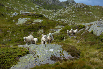 Schafherde