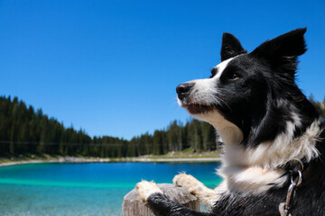 Primo piano di un border collie con dietro bellissimo panorama al lago Montagnoli in Trentino, animali e paesaggi in Italia